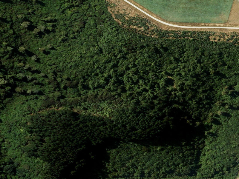 aerial view of Waitohi Bush Domain and the ground around it