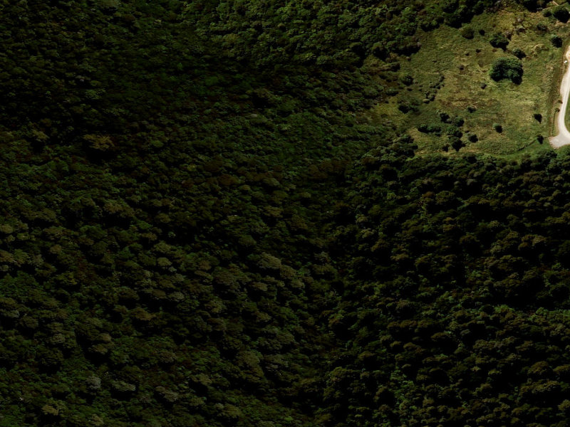 aerial view of Big Tree Walk and the ground around it