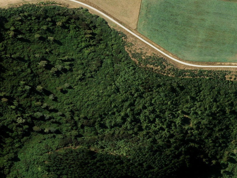 aerial view of Waitohi Bush and the ground around it