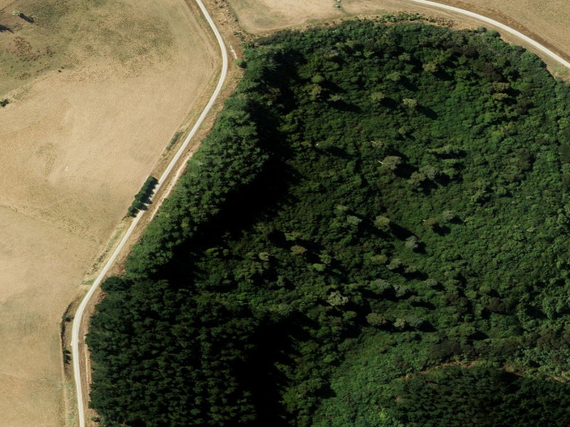 aerial view of Waitohi Bush and the ground around it