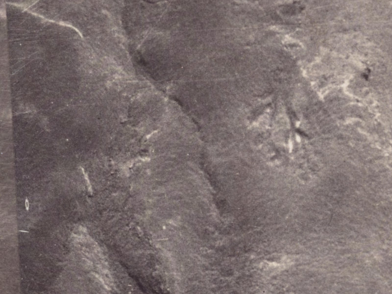 47 Longhurst Terrace from the air, 1925-1929