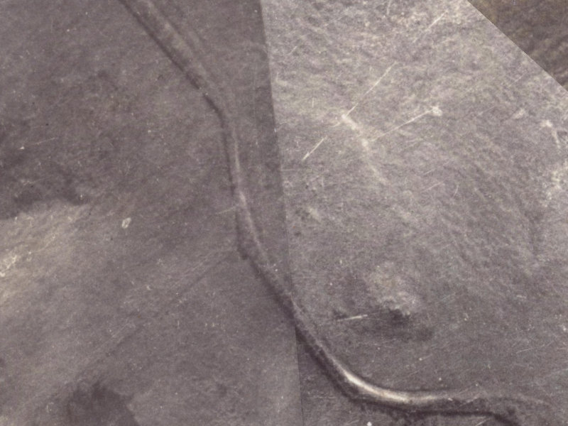 345 Worsleys Road from the air, 1925-1929