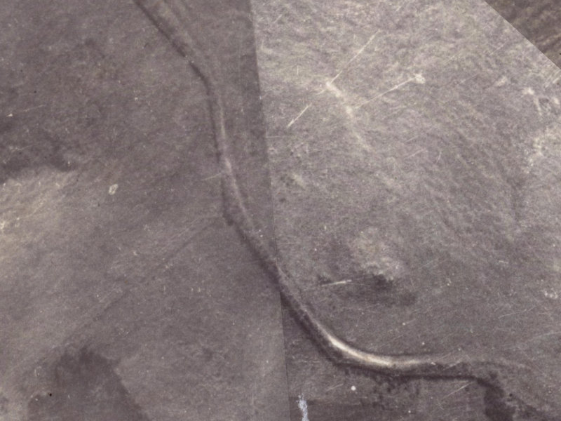 350–356 Worsleys Road from the air, 1925-1929
