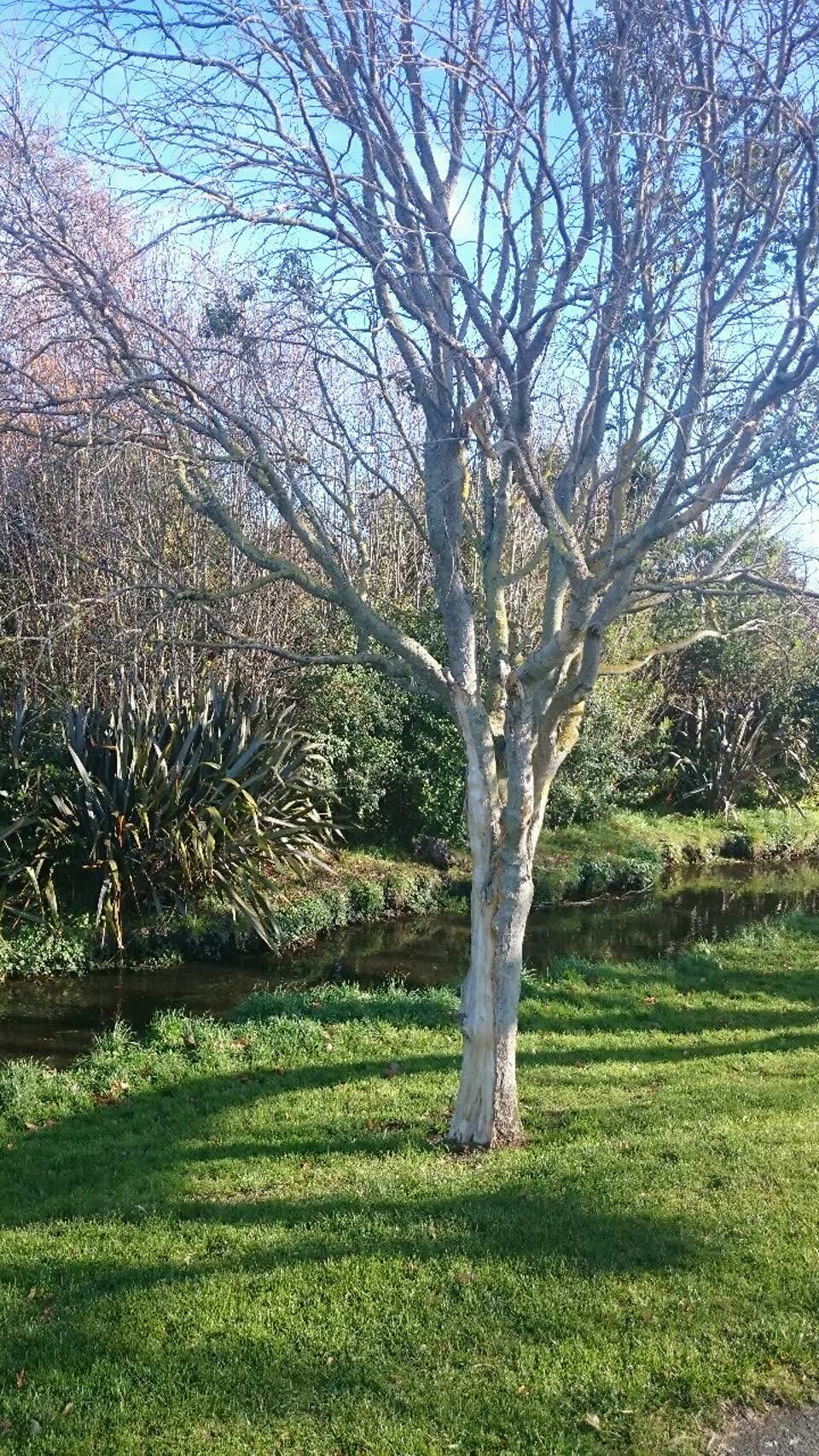 The photograph attached to this parks report