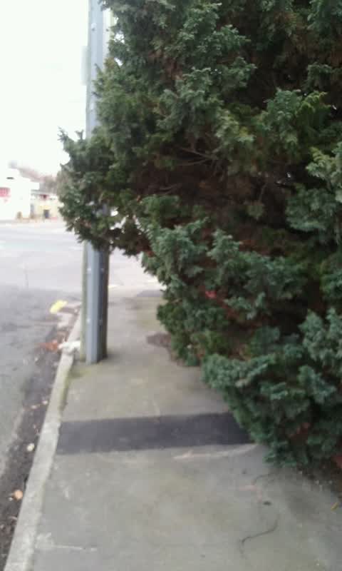 Roading/Streets, a report photo