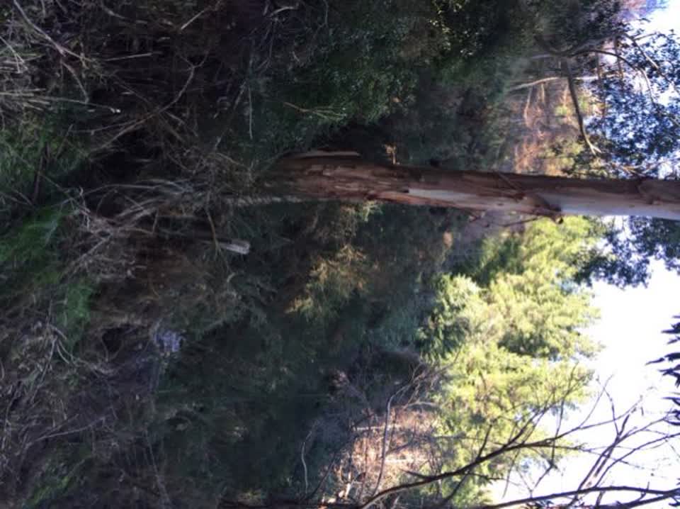 The photograph attached to this parks report