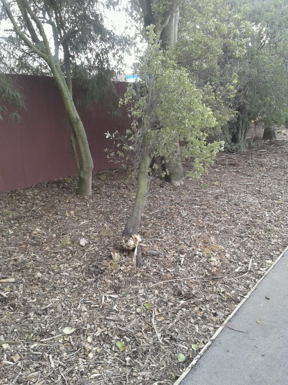 The photograph attached to this parks report