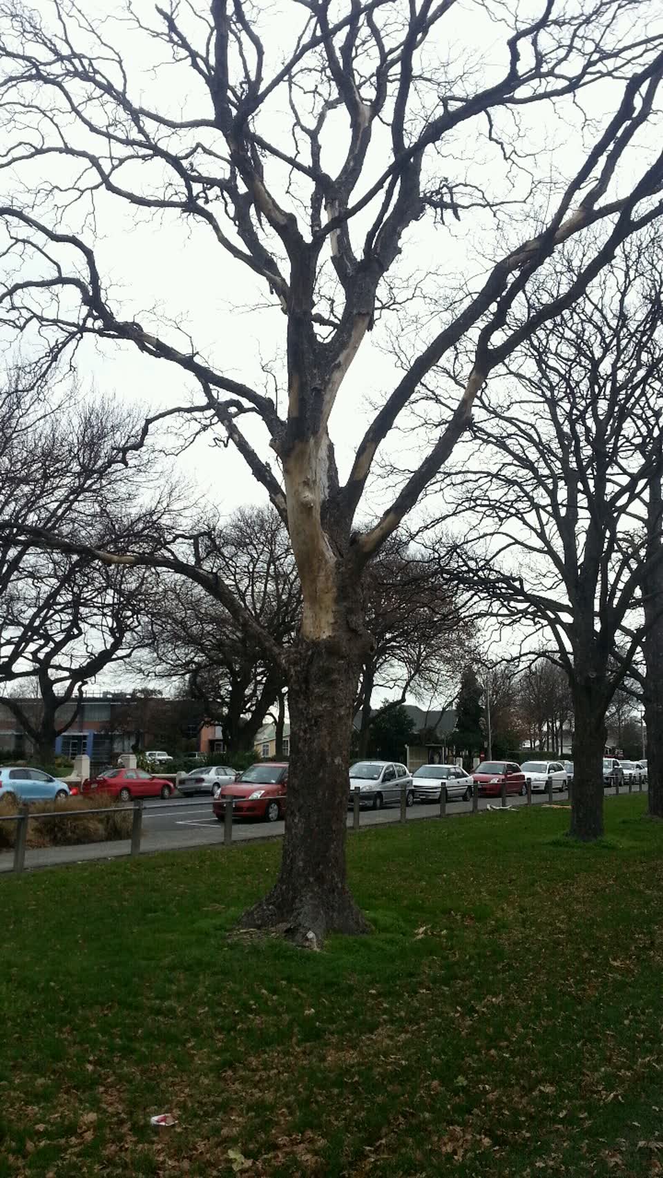 The photograph attached to this parks report