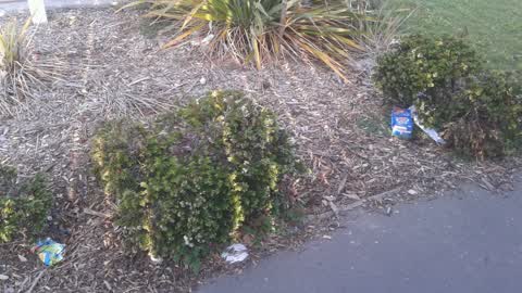 Rubbish/Recycling, a report photo
