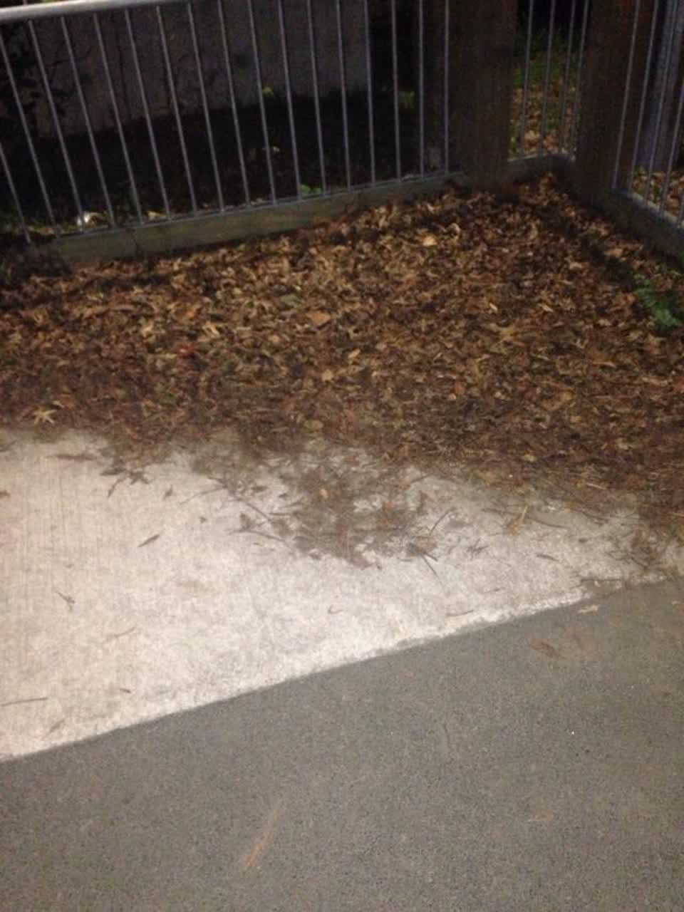 The photograph attached to this parks report