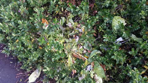 Rubbish/Recycling, a report photo