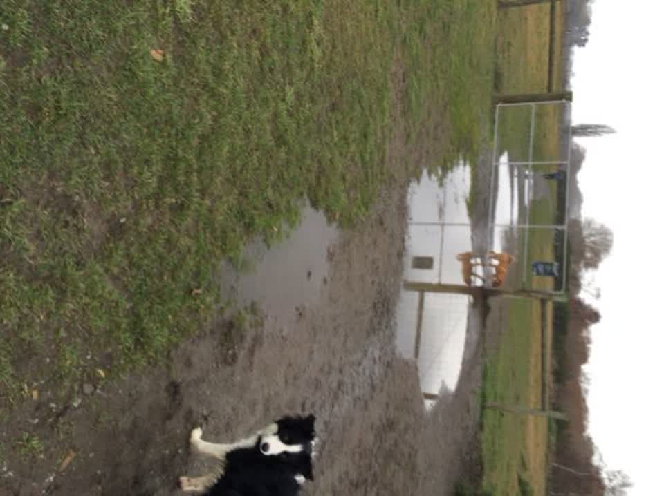 The photograph attached to this parks report