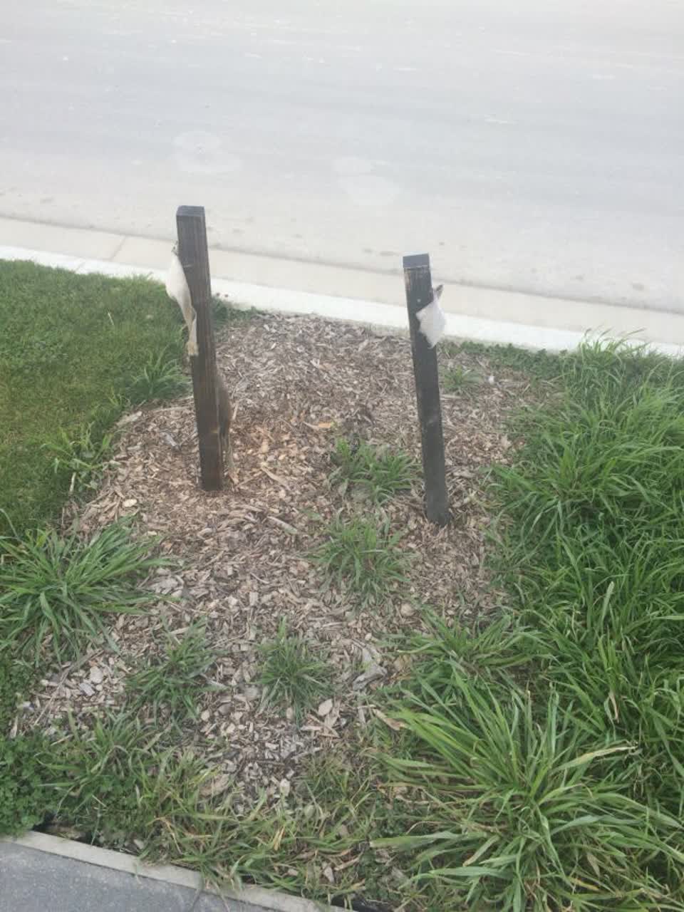 The photograph attached to this parks report