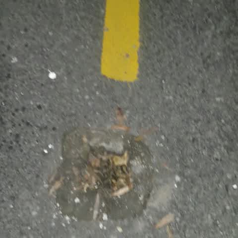 Roading/Streets, a report photo