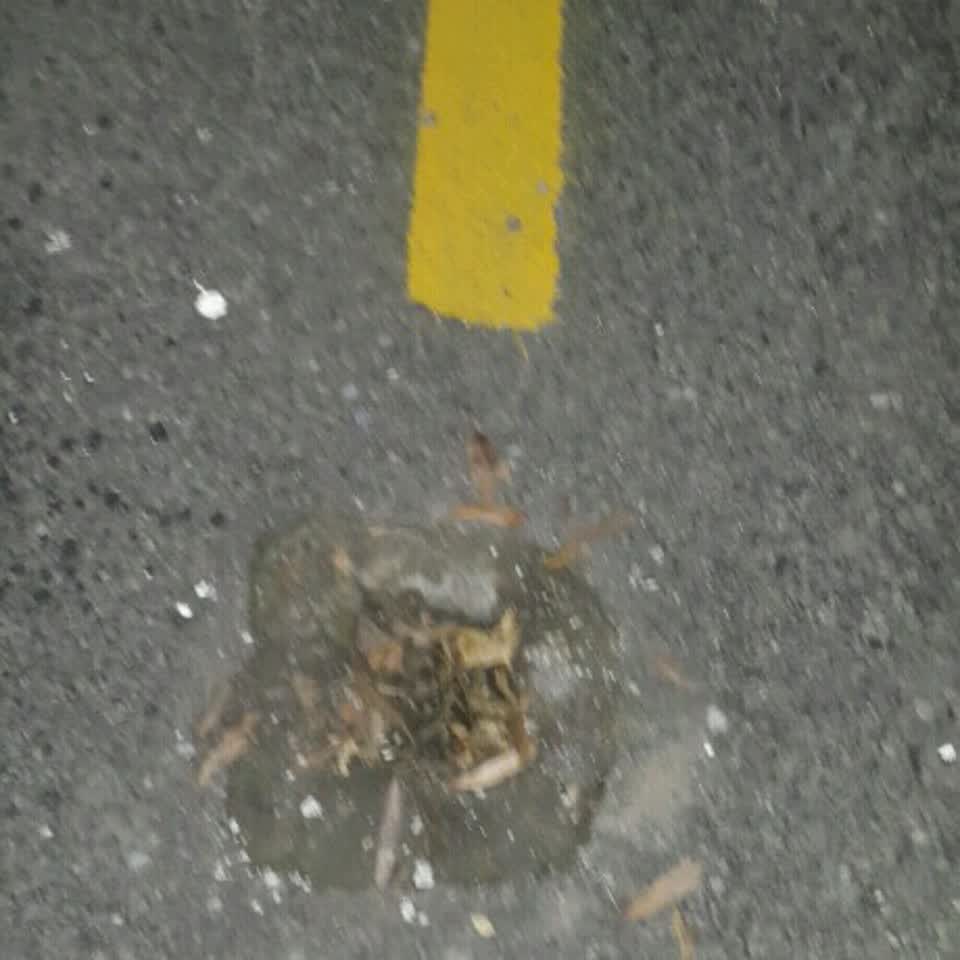 The photograph attached to this roading/streets report