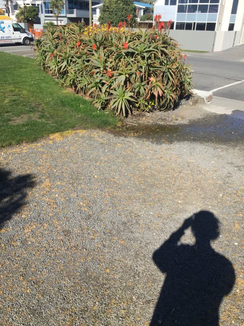 The photograph attached to this parks report