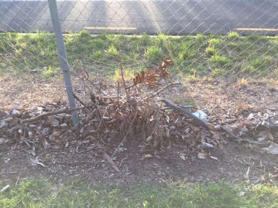 The photograph attached to this parks report