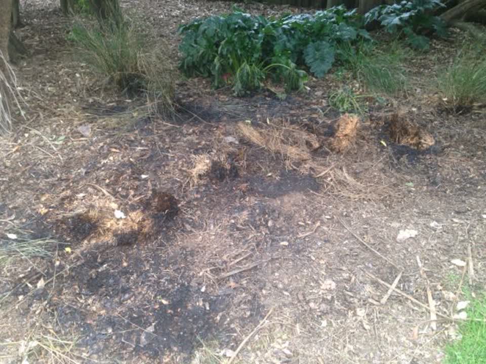 The photograph attached to this parks report