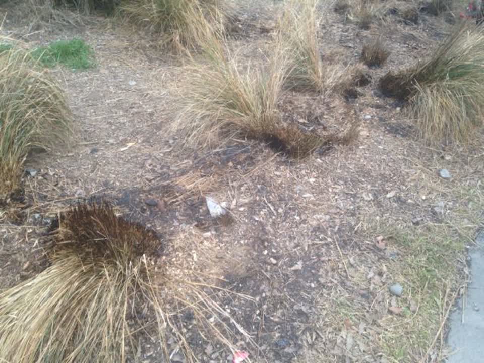 The photograph attached to this parks report