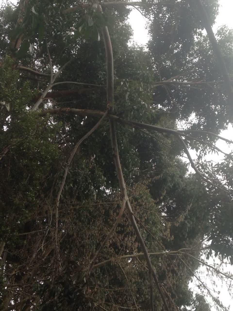 The photograph attached to this parks report