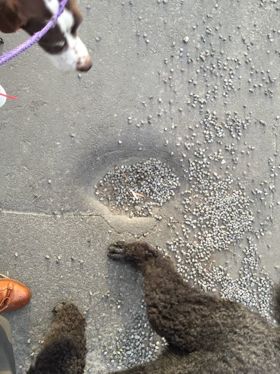 The photograph attached to this roading/streets report
