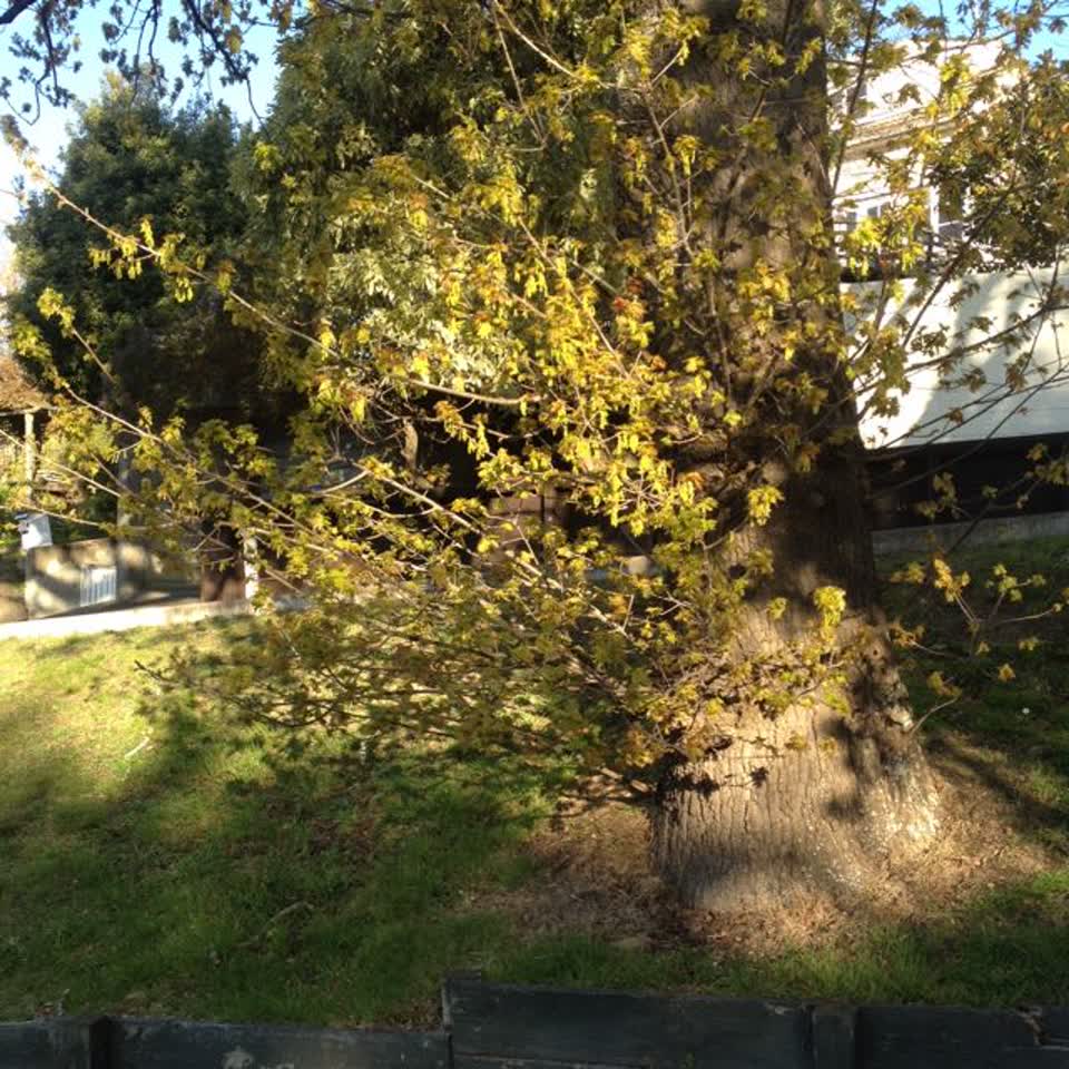 The photograph attached to this parks report