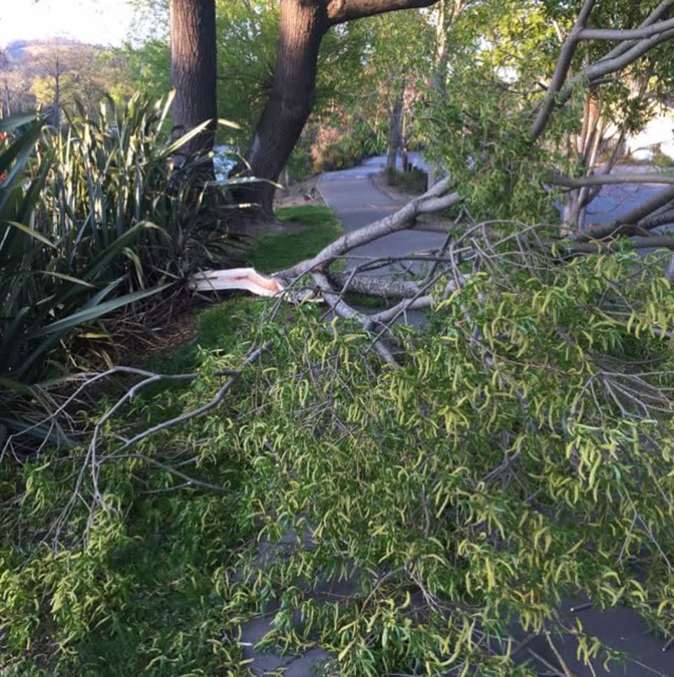 The photograph attached to this parks report