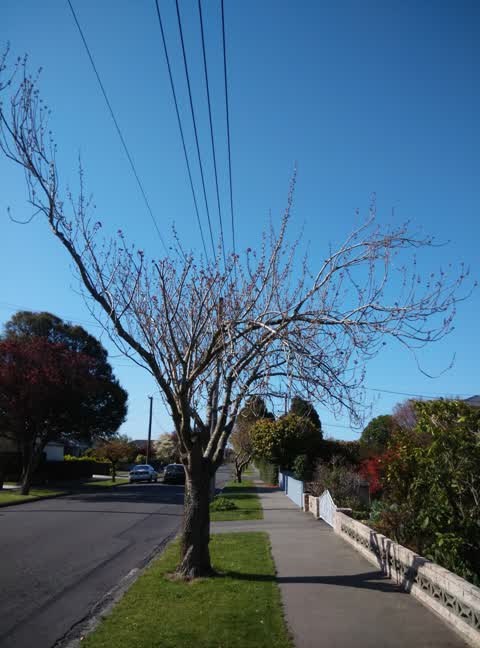 Roading/Streets, a report photo