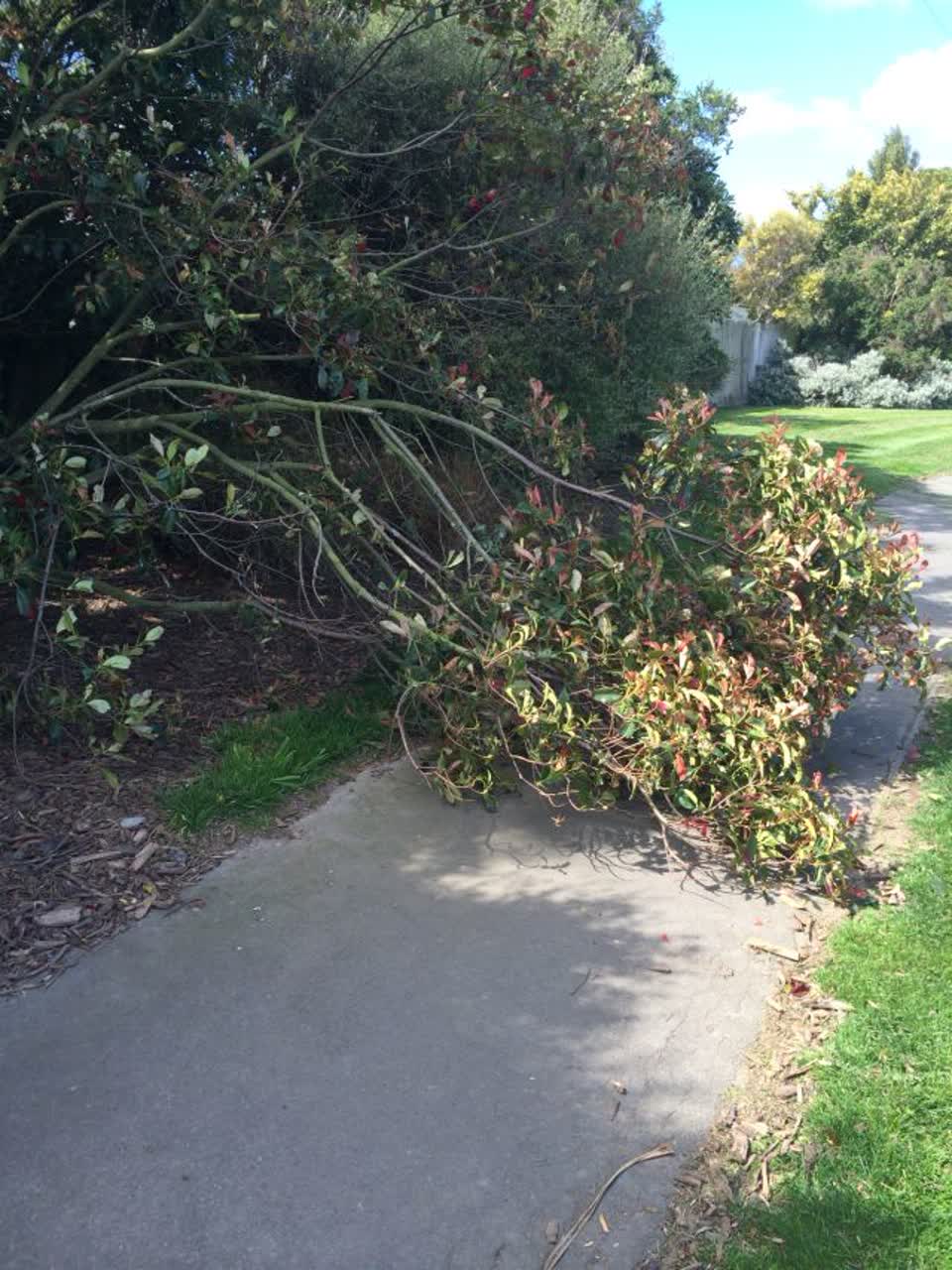 The photograph attached to this parks report