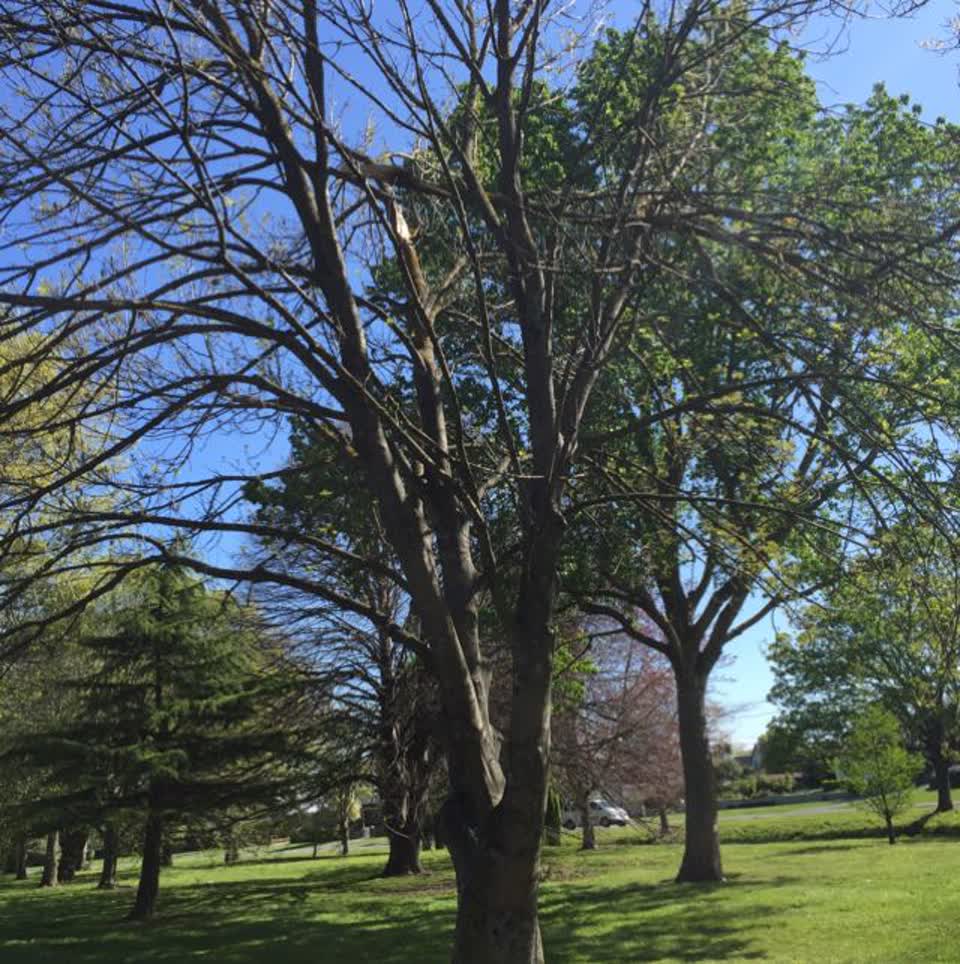 The photograph attached to this parks report