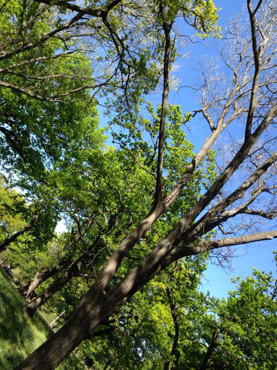 The photograph attached to this parks report