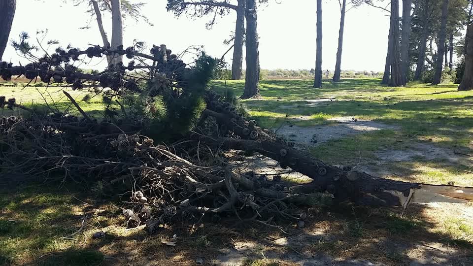 The photograph attached to this parks report
