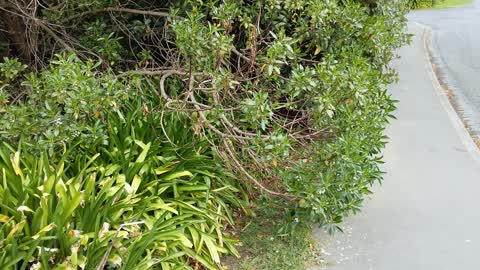 Roading/Streets, a report photo