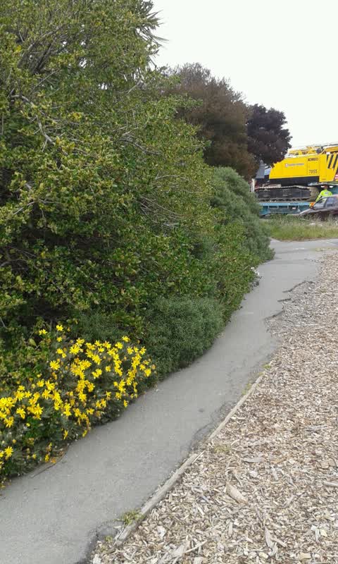 Roading/Streets, a report photo