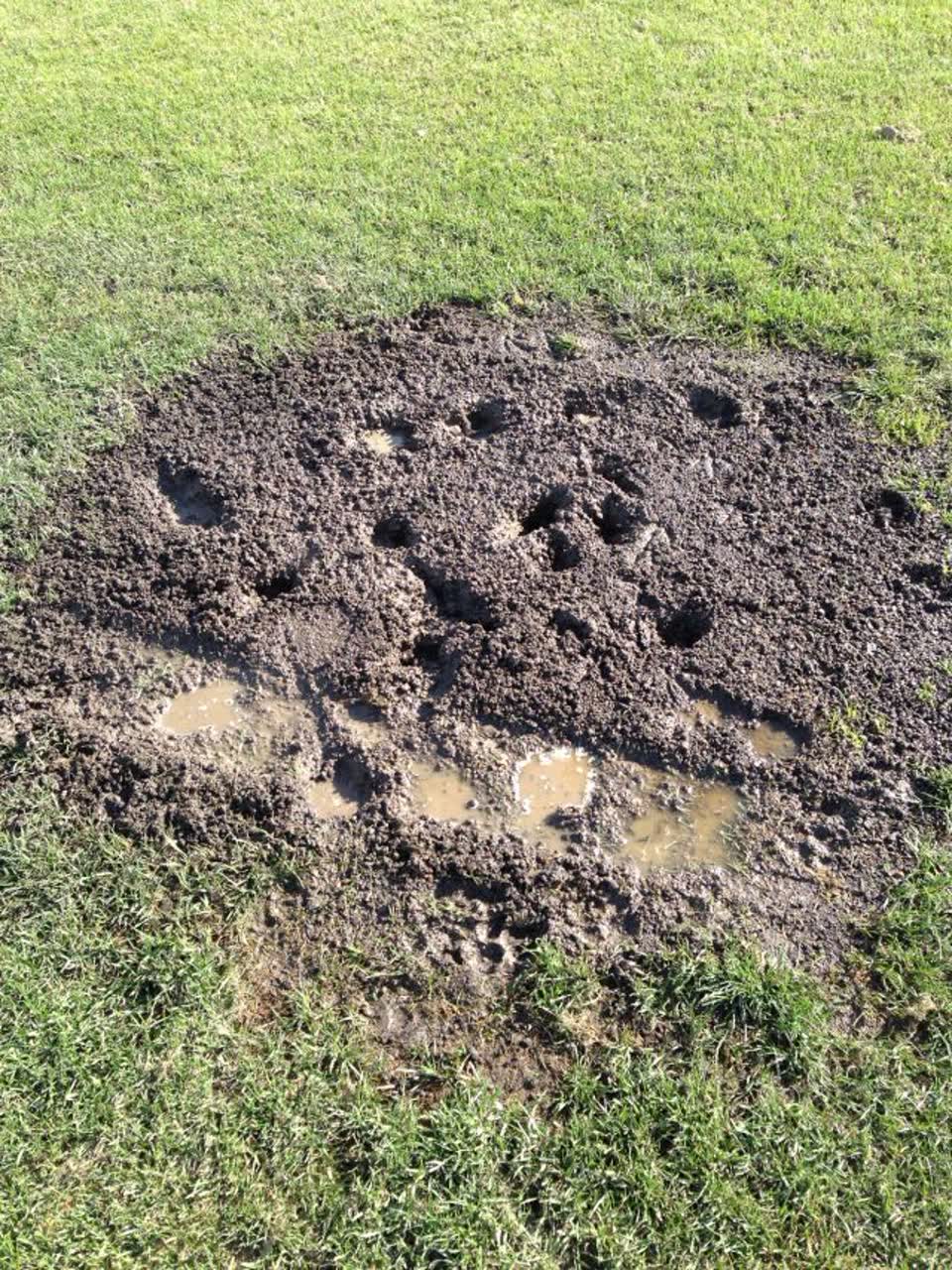 The photograph attached to this parks report