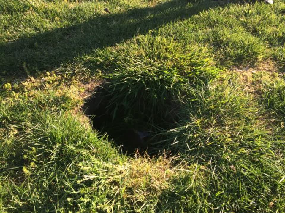 The photograph attached to this parks report