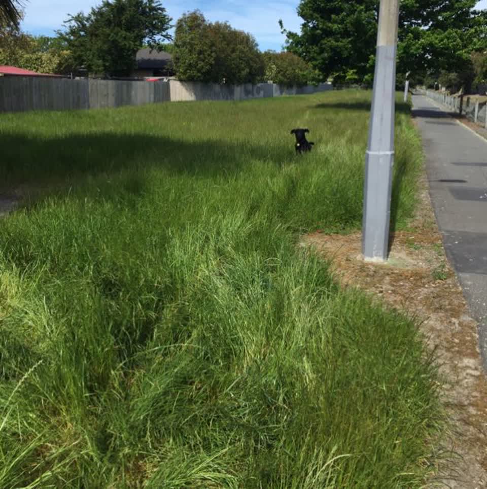 The photograph attached to this parks report