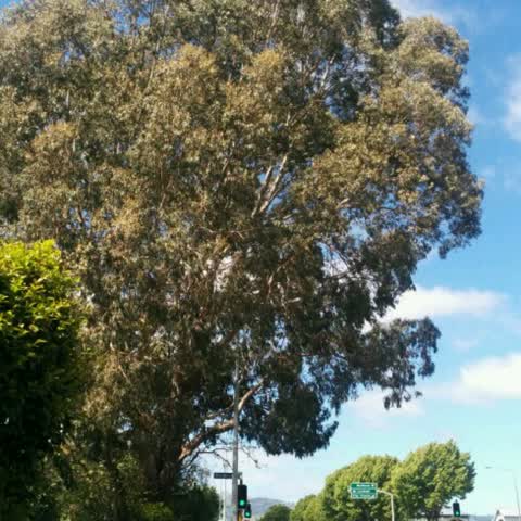 Roading/Streets, a report photo