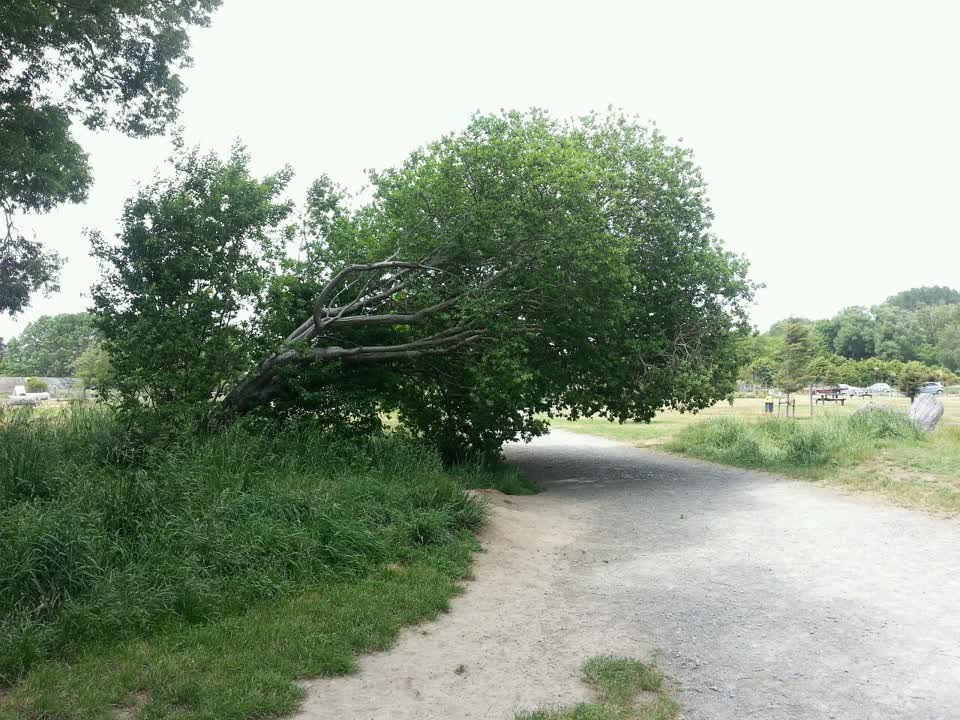 The photograph attached to this parks report