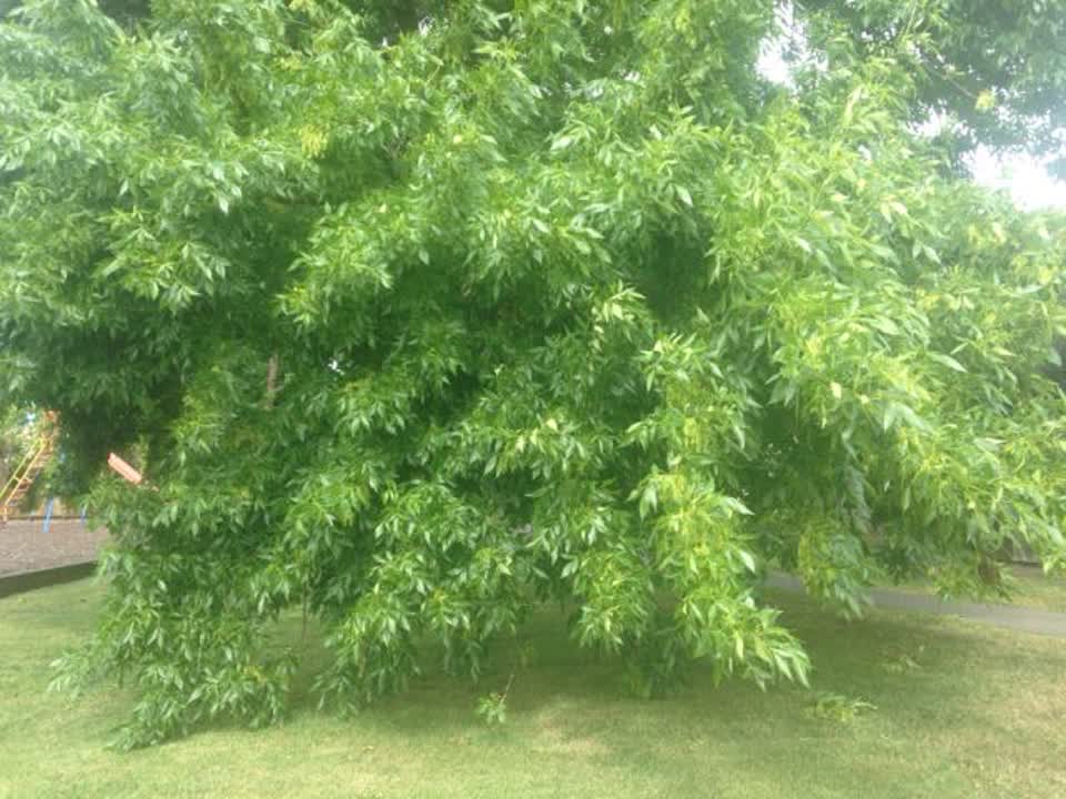 The photograph attached to this parks report