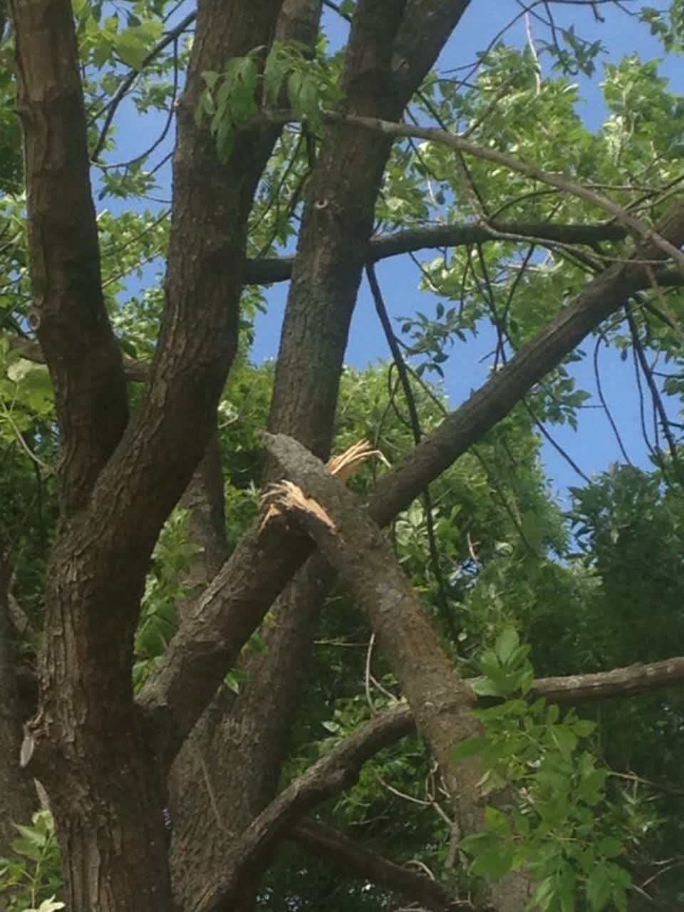 The photograph attached to this parks report