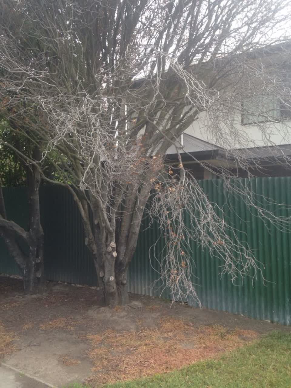 The photograph attached to this parks report