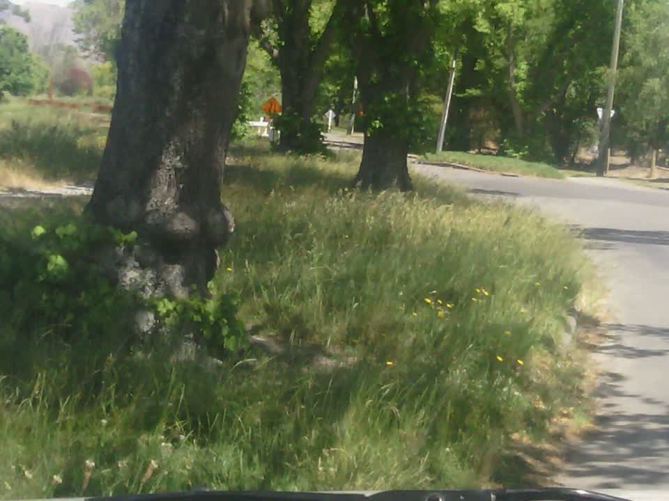 The photograph attached to this parks report