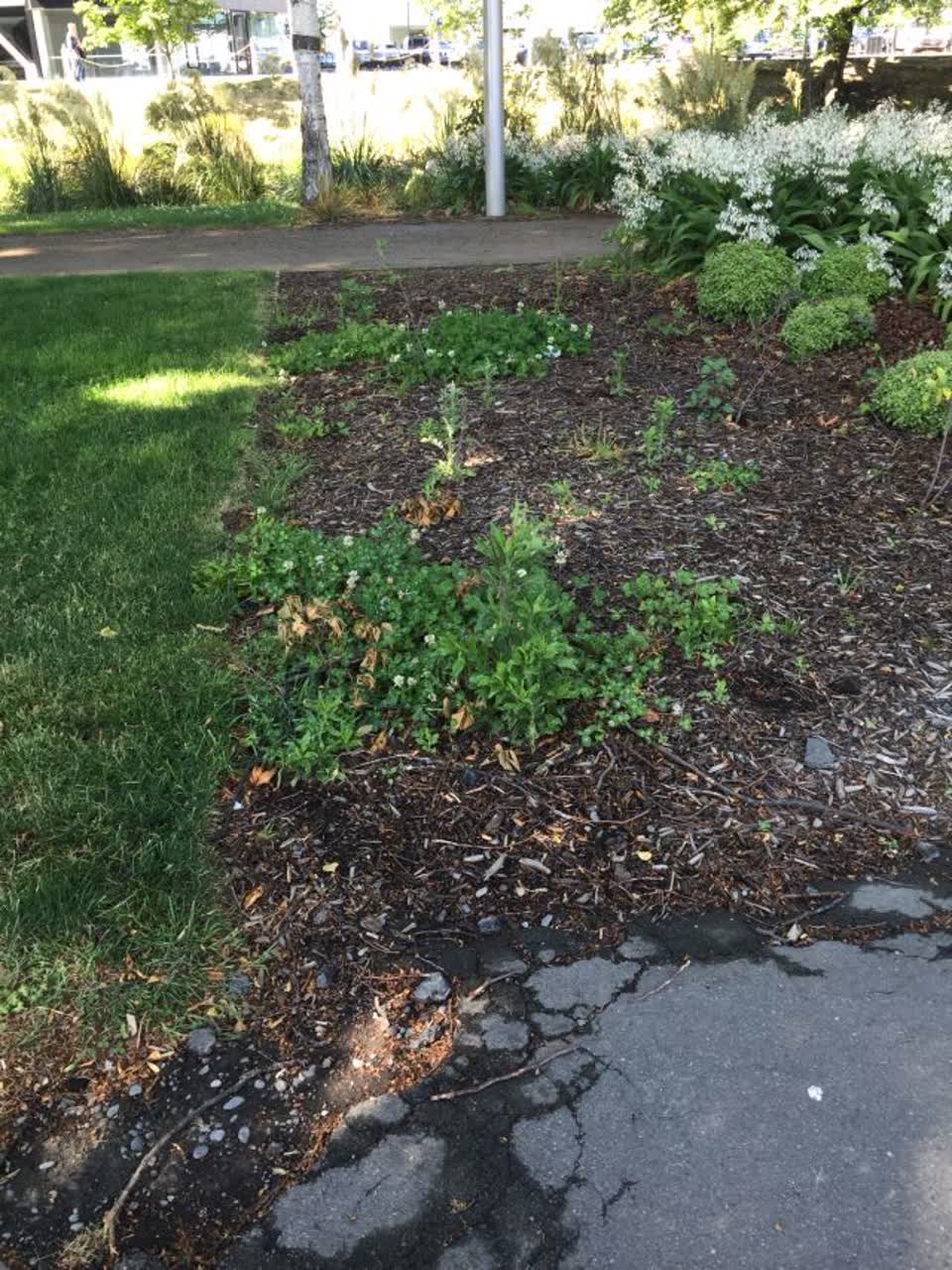 The photograph attached to this parks report