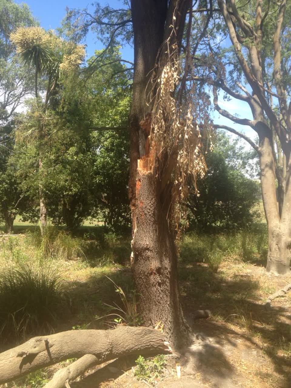 The photograph attached to this parks report