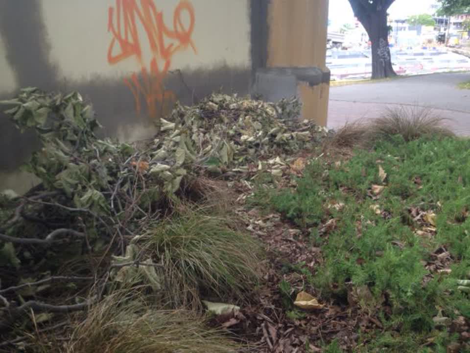 The photograph attached to this parks report
