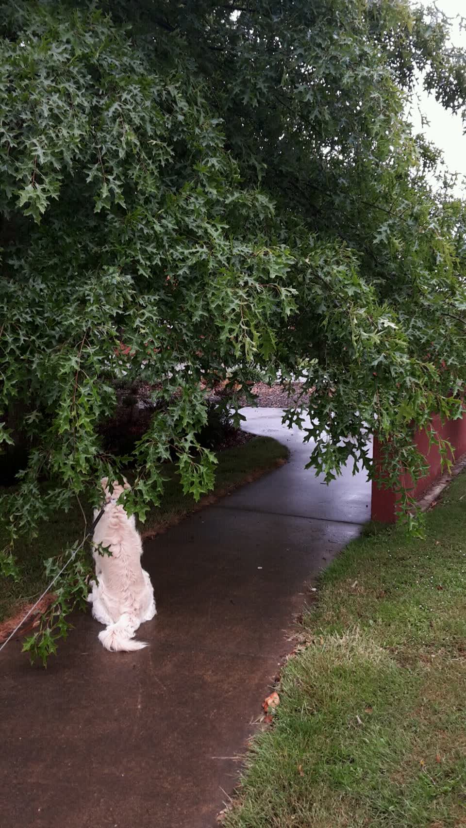 The photograph attached to this parks report