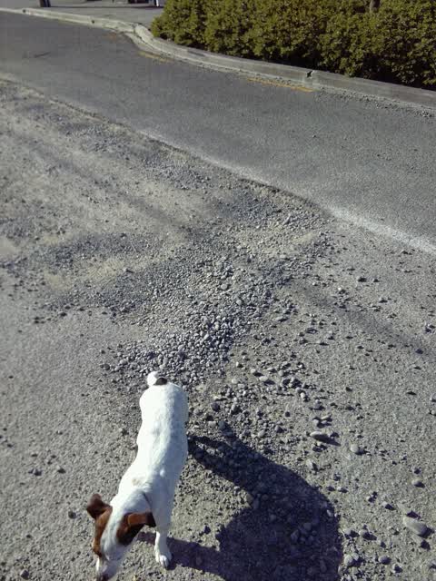 Roading/Streets, a report photo