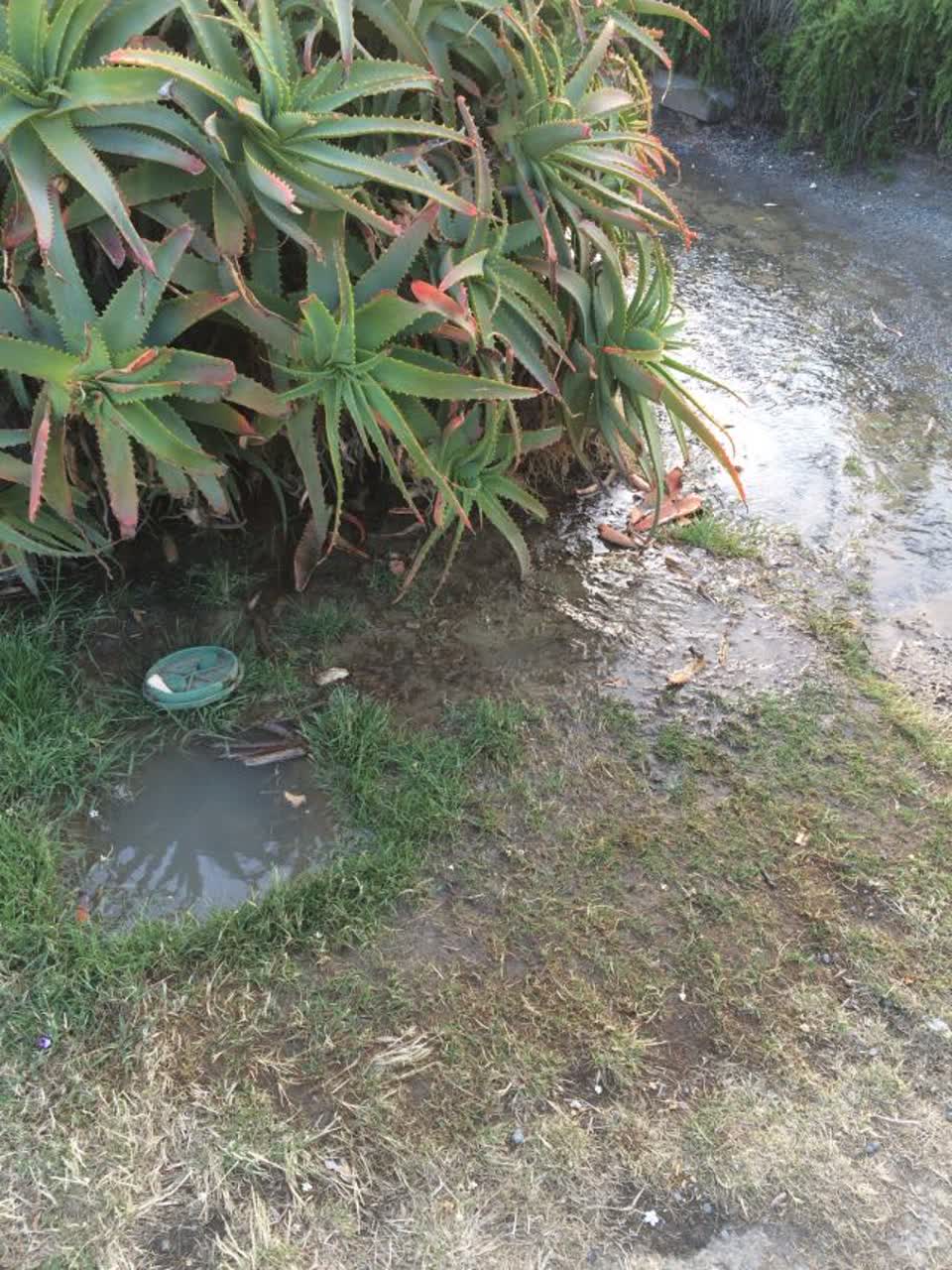 The photograph attached to this parks report