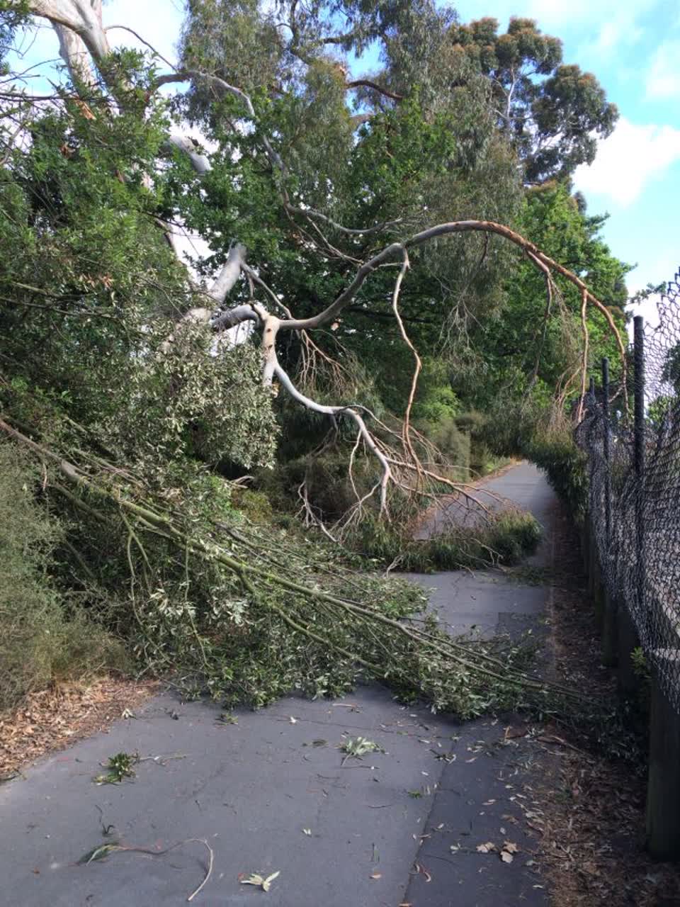 The photograph attached to this parks report